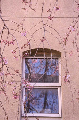 6347-15.3.26一重紅枝垂れ桜　窓と外壁を背景に.jpg